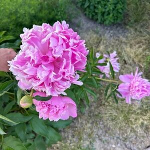 Vibrant Pink Peony Flowers